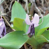 「城山かたくりの里」で春を告げる花の一つ、ニホンカタクリが咲き始めた＠相模原市