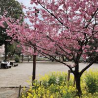 河津桜と菜の花の共演～乞田・貝取ふれあい広場（多摩市）