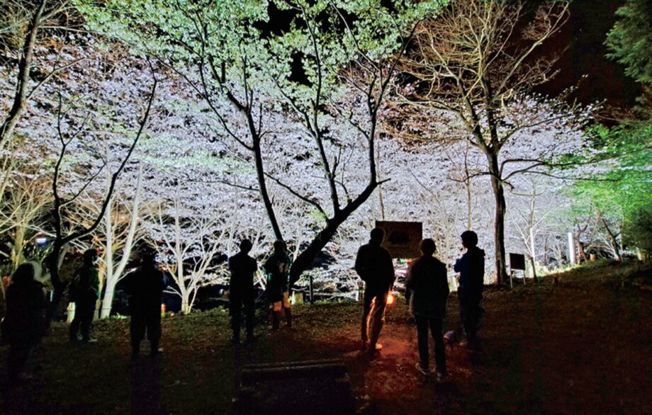【逗子市】2025年も夜桜ライトアップ～フォトコンも同時開催～3/29・30日台山緑地　