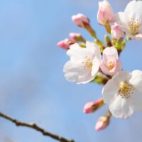 【横浜市青葉区】「桜台さくらまつり」3月23日開催 防災イベントも