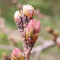 秦野・淡墨桜の定点観測2025