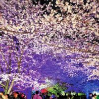 【３月29日】70本以上のソメイヨシノが咲き誇る「さむかわ桜まつり」＠寒川町