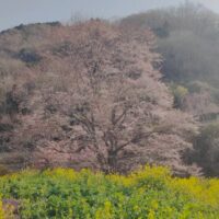 秦野・淡墨桜の定点観測2025
