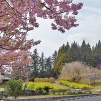 一夜城周辺の河津桜と しだれ桜、ソメイヨシノ