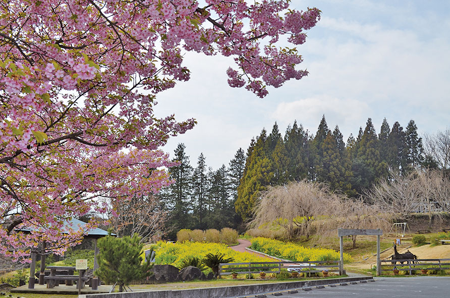 一夜城周辺の河津桜と しだれ桜、ソメイヨシノ