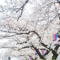 横浜市戸塚区の柏尾川沿い桜保全にクラウドファンディング型ふるさと納税の受付開始　７月１日まで受付　目標金額700万円