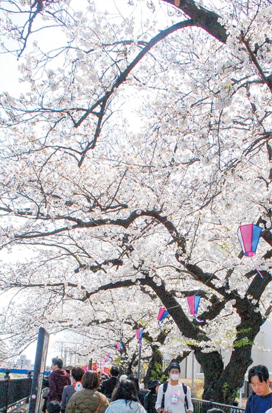 横浜市戸塚区の柏尾川沿い桜保全にクラウドファンディング型ふるさと納税の受付開始　７月１日まで受付　目標金額700万円