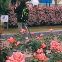 横須賀ヴェルニー公園・軍港彩る「春バラ」1千300株が開花～5月中旬頃から見頃～