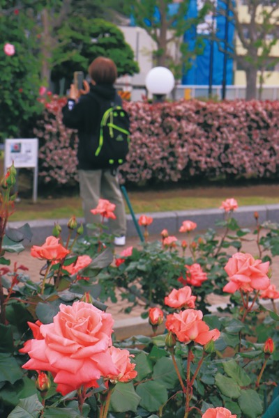 横須賀ヴェルニー公園・軍港彩る「春バラ」1千300株が開花～5月中旬頃から見頃～