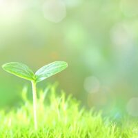 【事前予約制】「ひまわりの種まきと春のここももの森」が、ここももの森（相模原市南区大野台）で開催