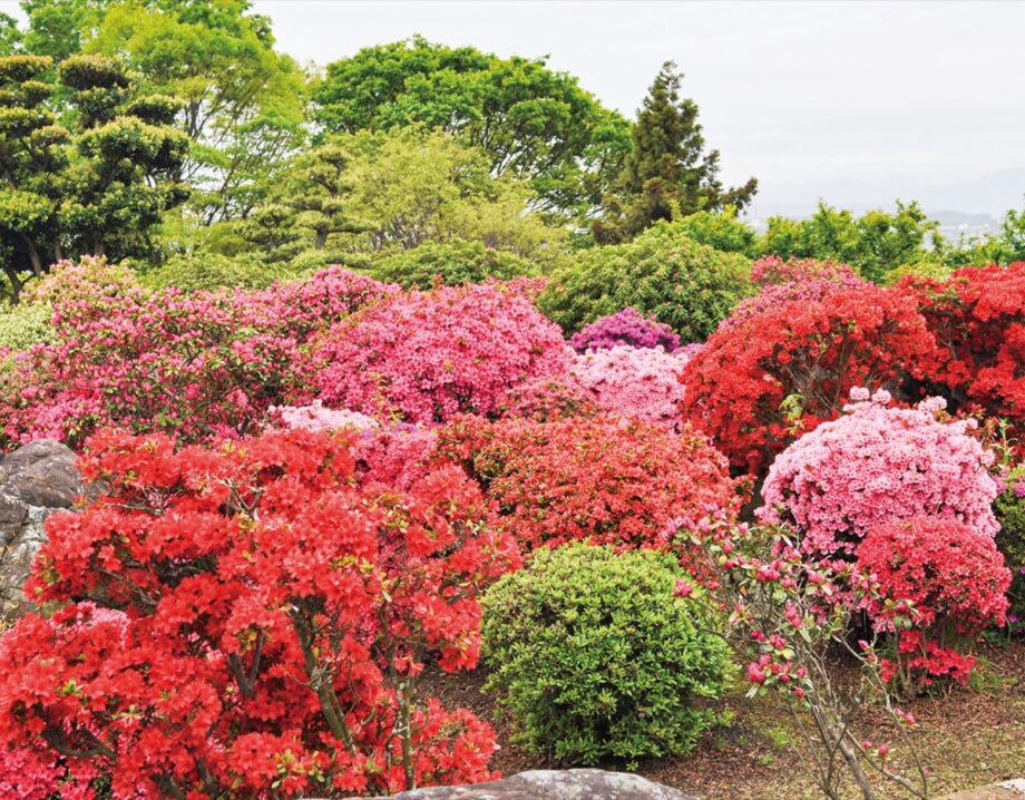 ４月末まで「ツツジの庭を一般開放」伊勢原市株式会社杉山土建