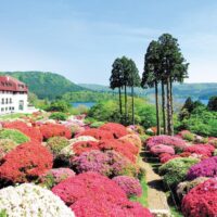 【箱根・小田急山のホテル】「つつじ・しゃくなげフェア2025」開催中！〈５月下旬まで〉