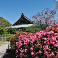 ＜藤沢・遊行寺に春来たり＞濃いピンクや白のツツジ、淡いピンクのボタンが見ごろ