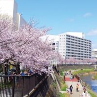 【桜並木の思い出を募集】戸塚区公認「柏尾川桜並木テーマソング」地元歌手がアンケートに寄り添って楽曲制作＠横浜市戸塚区