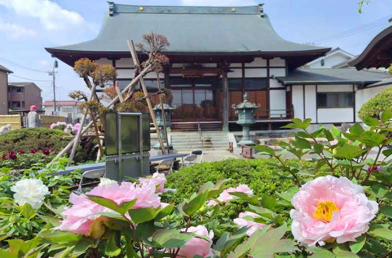 東京・八王子に「牡丹の寺」　境内に色とりどり約１３０株　希少な品種も【宗格院】