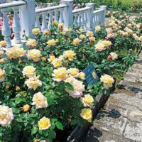 ＜川崎市多摩区＞生田緑地ばら苑２０２５年春の一般開放【５月25日まで】３３００株が咲き誇る