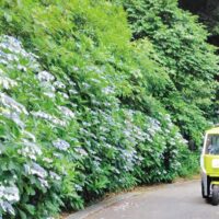 県立観音崎公園～アジサイ鑑賞ラクラク～2025年6月6日から8日まで高齢者を無料送迎