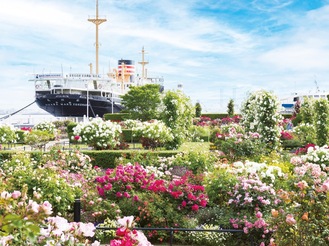 ＜2025年＞花と緑で街をつなぐ　ガーデンネックレス横浜【６月15日まで】山下公園ほか
