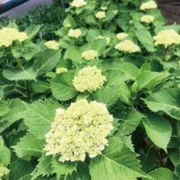＜川崎市中原区＞江川せせらぎ遊歩道でアジサイの花の饗宴～道行く人を楽しませる