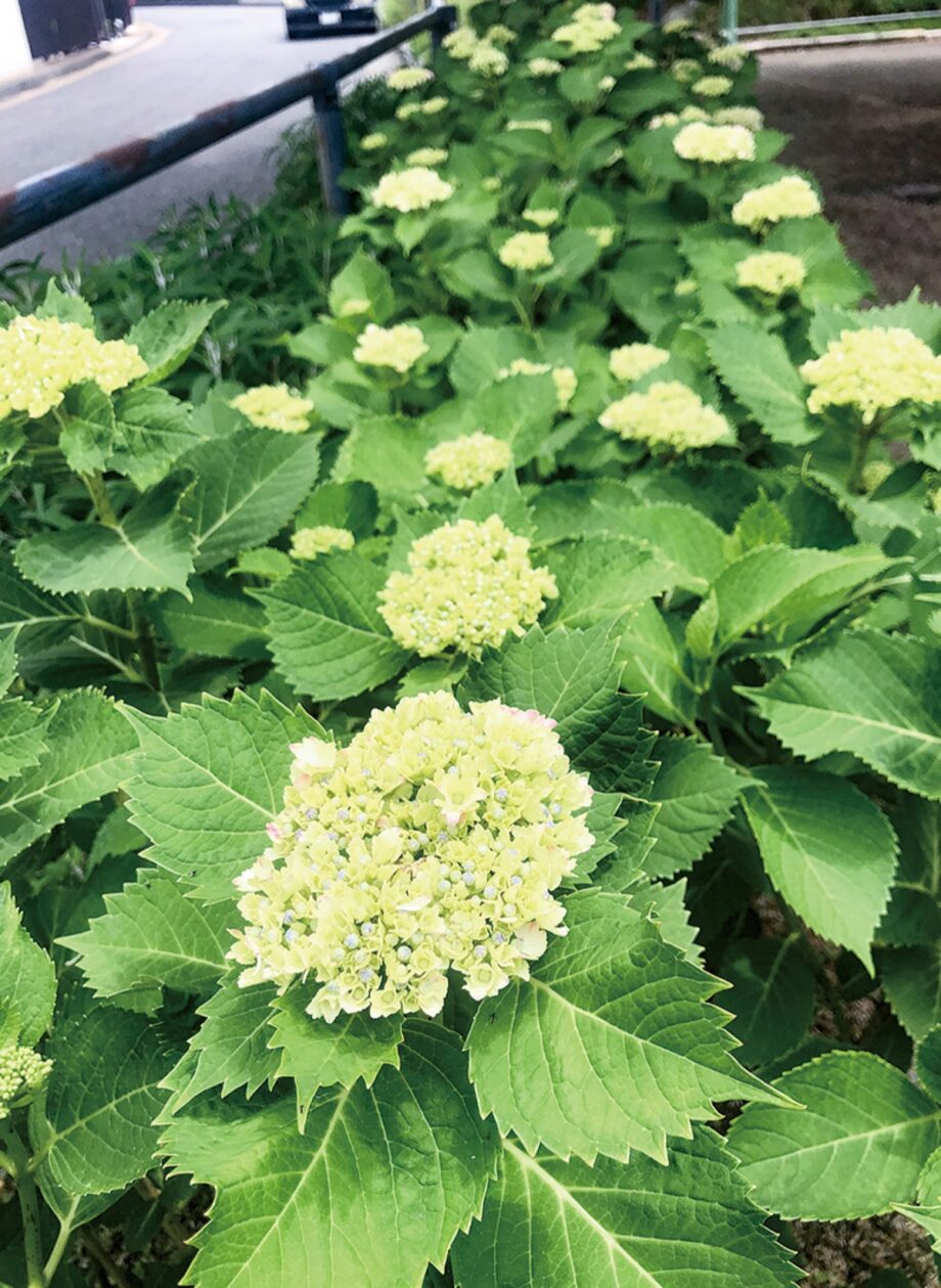 ＜川崎市中原区＞江川せせらぎ遊歩道でアジサイの花の饗宴～道行く人を楽しませる