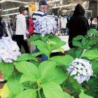 第11回「小さな小さなあじさいだより」湘南スターモール商店街のあじさいを楽しんで＠平塚市