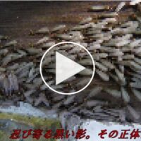 家庭をむしばむ黒い影。その正体はシロアリ！【完全対策を専門家に聞きました】