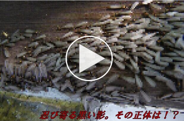 家庭をむしばむ黒い影。その正体はシロアリ！【完全対策を専門家に聞きました】
