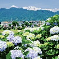 ６月７日から「２０２５開成町あじさいまつり」田園一帯カラフルに彩られる