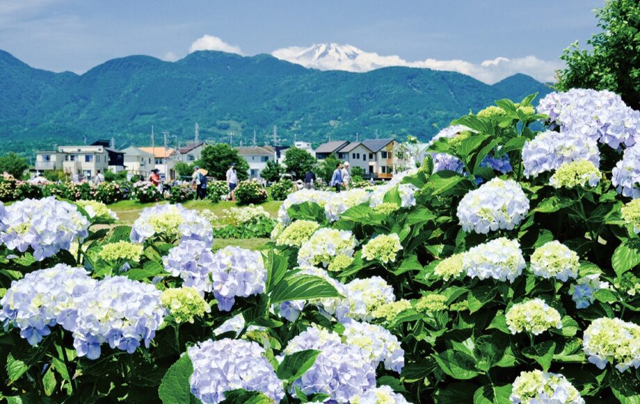 ６月７日から「２０２５開成町あじさいまつり」田園一帯カラフルに彩られる