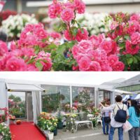 ５月11日　厚木市で「ばら観賞会」日本フルハーフ １０００本のばら
