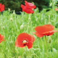 厚木市 飯山花の里でポピー摘み5月11日まで