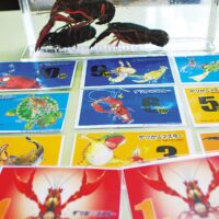 【横浜市都筑区】茅ケ崎公園自然生態園 めざせマスター！捕獲ザリガニの受入開始