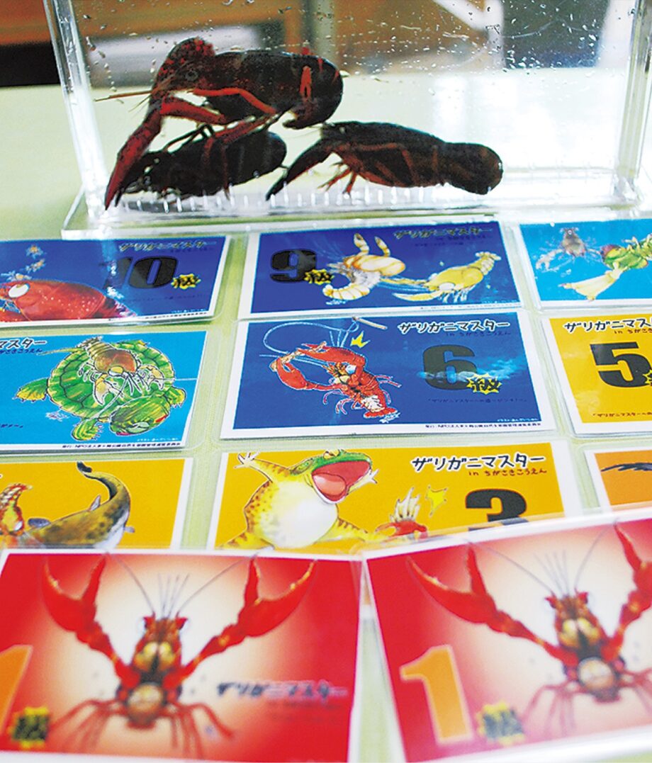 【横浜市都筑区】茅ケ崎公園自然生態園 めざせマスター！捕獲ザリガニの受入開始