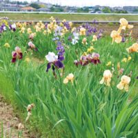 厚木市飯山にアヤメの彩り　 休耕地で開花