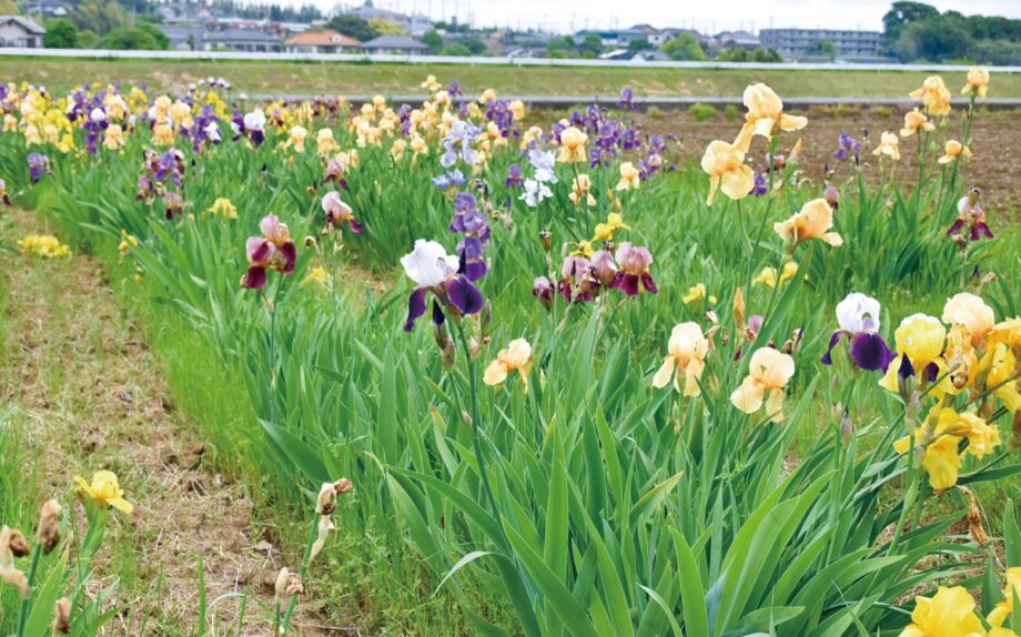 厚木市飯山にアヤメの彩り　 休耕地で開花