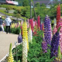 津久井湖城山公園水の苑地（相模原市緑区）でルピナスが開花し、園内をカラフルに彩っている