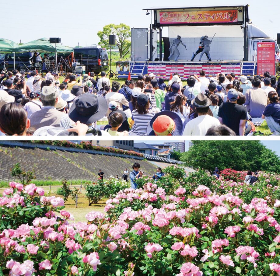 5月17日  厚木市旭町　相模川河川敷で「相模川ローズガーデンフェスティバル」