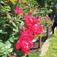 大和市　ふれあいの森 バラが園内彩る ５月下旬まで見ごろ