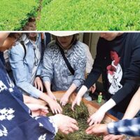 【５月20日・参加者募集中】相模原市緑区佐野川地区和田の里で「茶摘み体験」開催