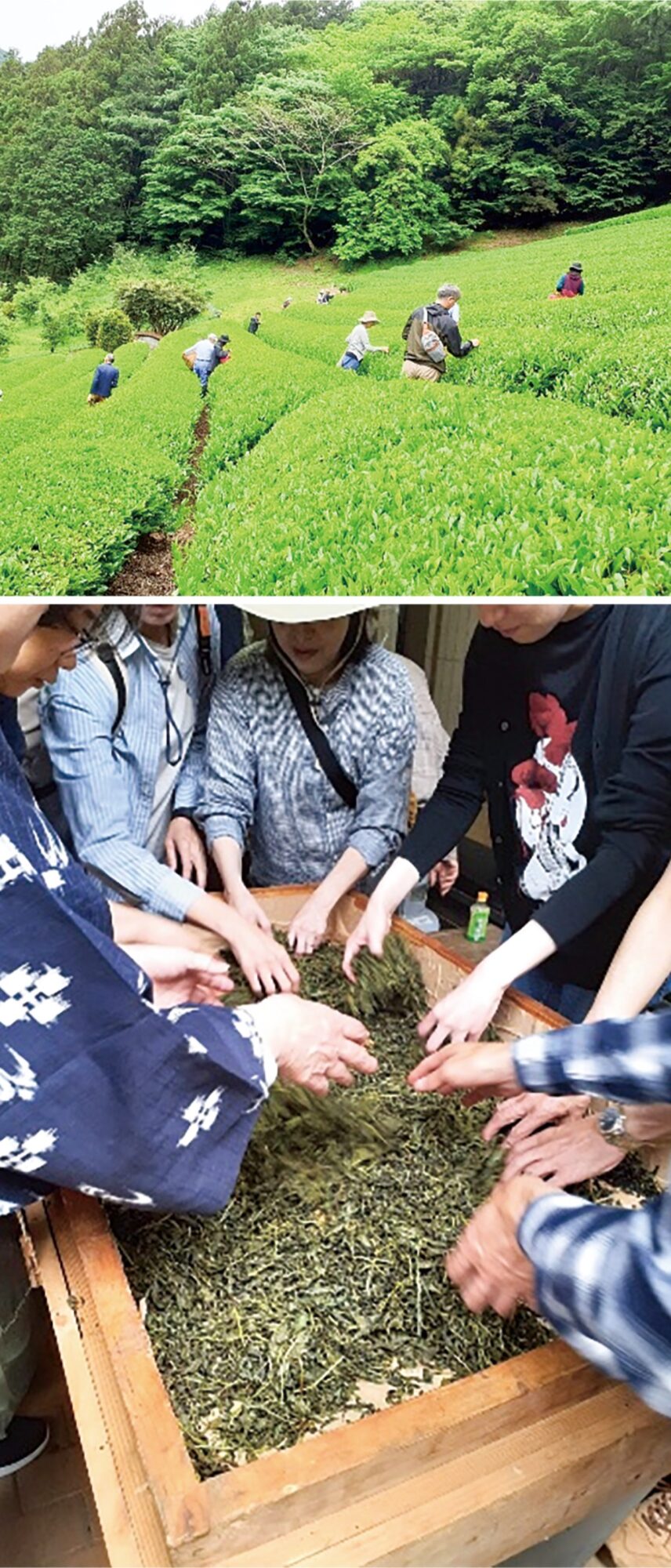 【５月20日・参加者募集中】相模原市緑区佐野川地区和田の里で「茶摘み体験」開催
