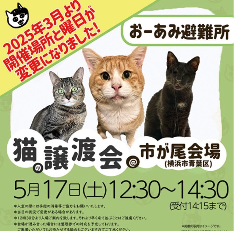 【横浜市青葉区】5月17日「猫の譲渡会」市ケ尾のバオバブで