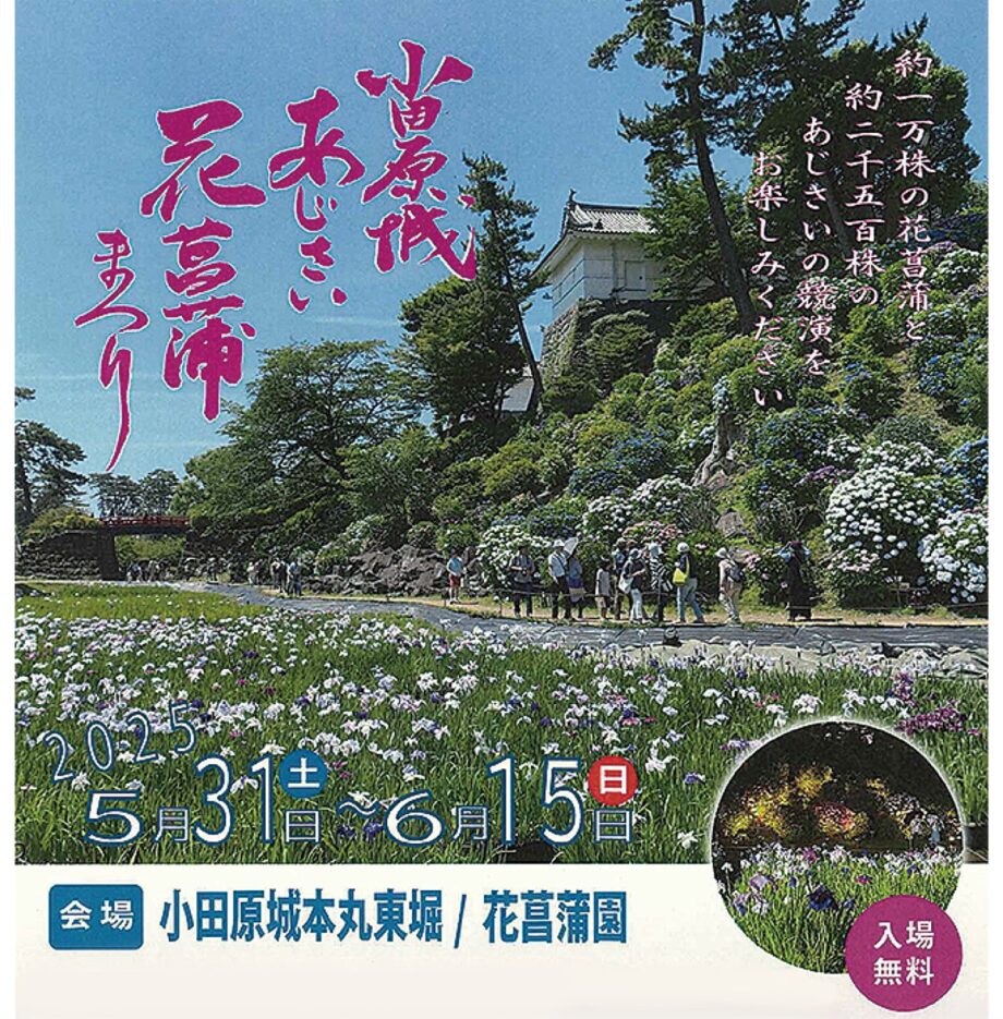 〈５月３１日～６月１５日〉小田原城で梅雨の花見「小田原城あじさい花菖蒲まつり」開催