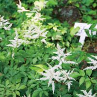 アカショウマ見頃　 厚木市荻野運動公園の野草園
