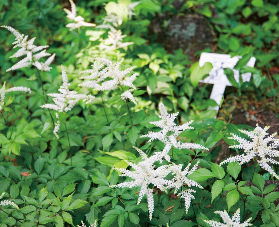 アカショウマ見頃　 厚木市荻野運動公園の野草園