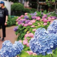 横浜市保土ケ谷区の遊歩道「滝ノ川あじさいロード」で2025年もあじさい祭り　2025年６月７日、模擬店など