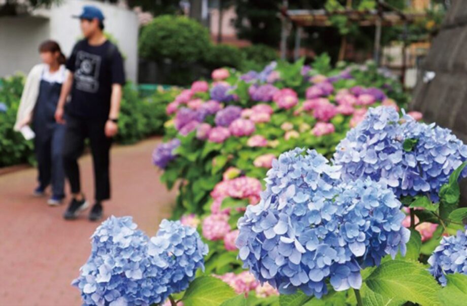 横浜市保土ケ谷区の遊歩道「滝ノ川あじさいロード」で2025年もあじさい祭り　2025年６月７日、模擬店など