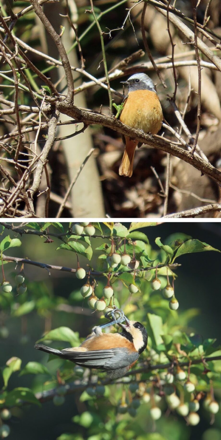 野鳥の写真展 　あいかわ公園で開催中　【６月５日（木）まで】