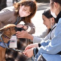 【葉山町・仙光院】寺が結ぶ犬猫との縁・5月31日に第6回譲渡会実施～保護犬との散歩体験も～