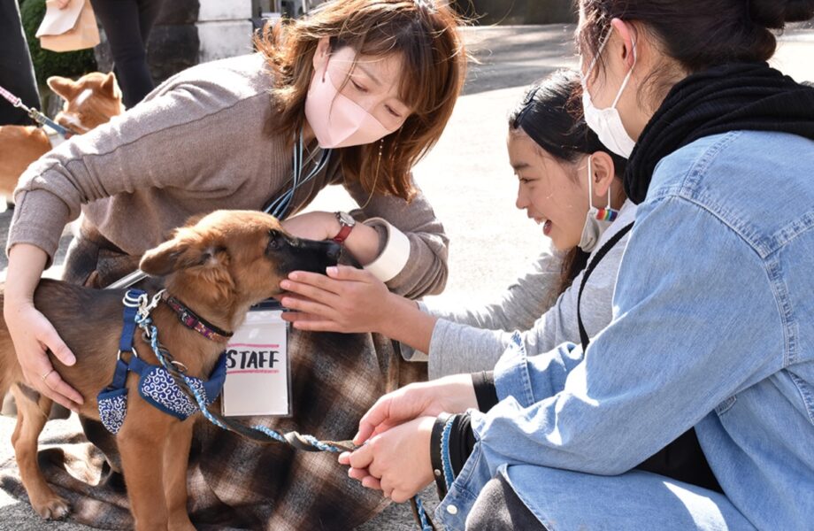 【葉山町・仙光院】寺が結ぶ犬猫との縁・5月31日に第6回譲渡会実施～保護犬との散歩体験も～
