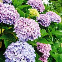 【６月14日】ツツジ サツキ 紫陽花 松など「庭木イキイキ剪定教室」＠茅ヶ崎市 南湖公民館